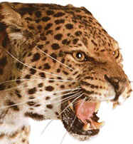 wpe16.jpg (2863 bytes)